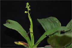 Polystachya flavescens